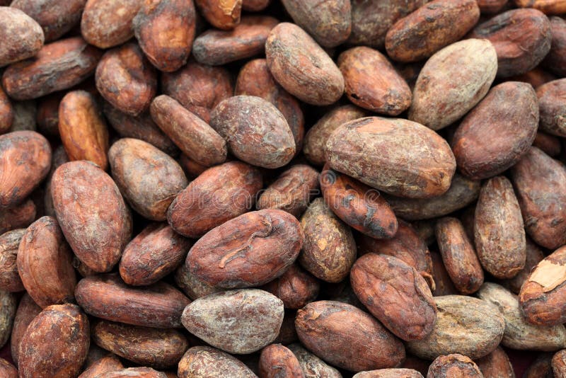 Raw cacao cocoa beans. Background royalty free stock images