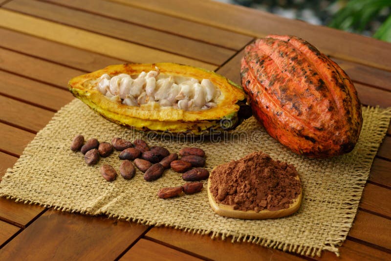 Raw cocoa fruit, cacao beans and powder on wooden table. Raw cocoa pod fruit, cacao beans and powder on wooden table stock photography