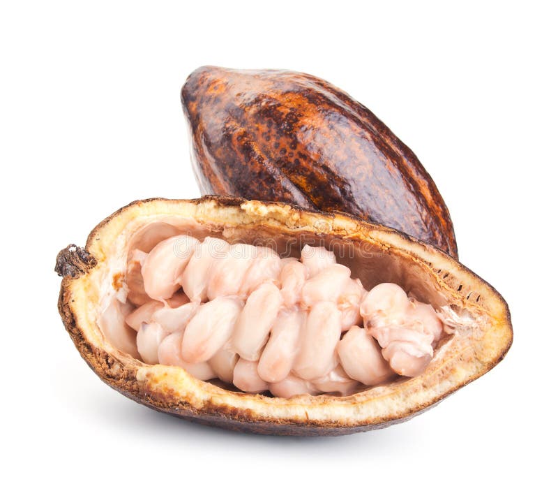 Raw cocoa pod and beans isolated on a white. Background stock image
