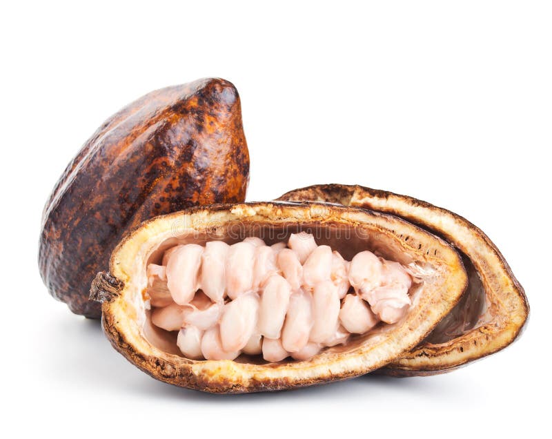 Raw cocoa pod and beans on a white. Background stock photography