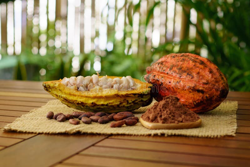 Raw cocoa pods, cacao beans and powder on wooden table. On nature background royalty free stock images
