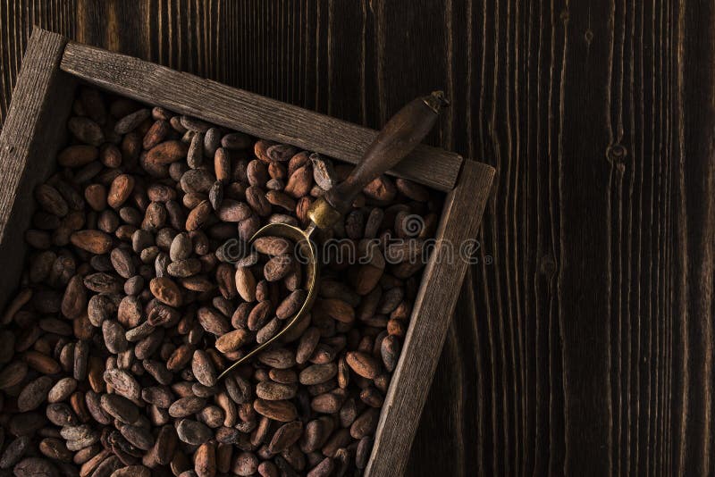 Rough wooden box with raw cocoa beans. Free spacing composition royalty free stock images