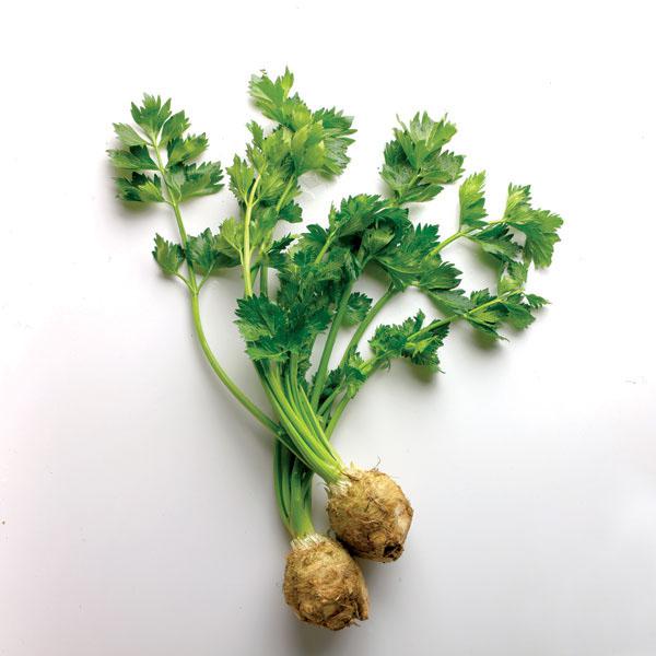 celery root benefits and harms