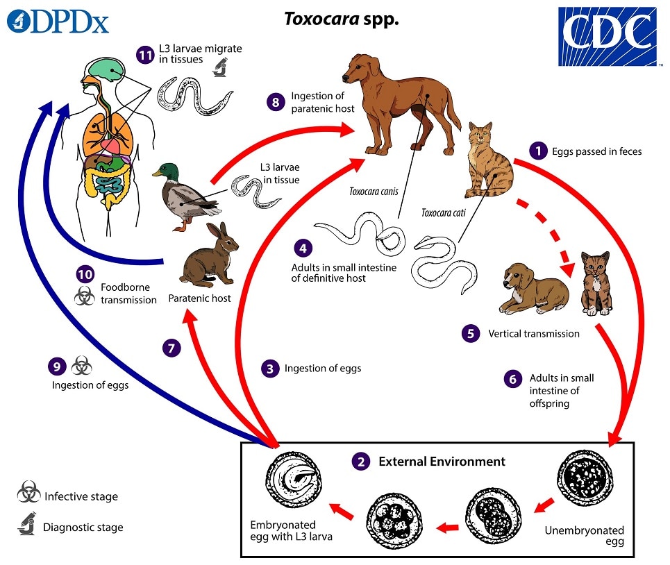 lifecycle