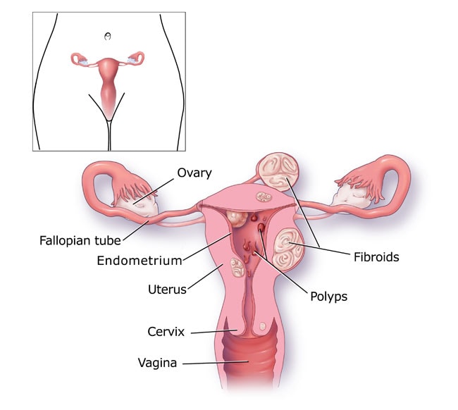 Graphic showing the female reproductive system.