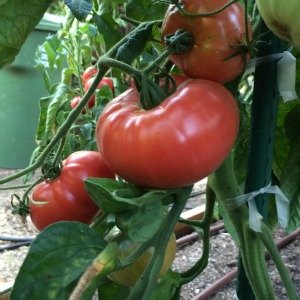 Tomato Varieties—