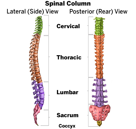 Illustration of spinal column, lateral (side) view and posterior (rear) view, showing the cervical, thoracic and lumbar sections, along with the sacrum and cocyx.
