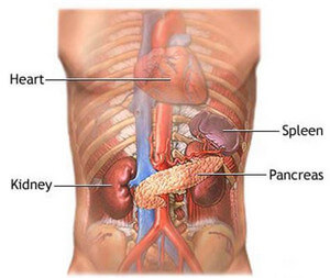 Spleen location image