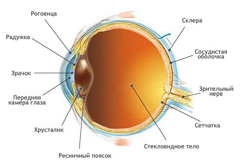 строение глаза