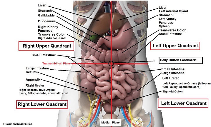 abdominal quadrant organs, anatomy and physiology, nursing school