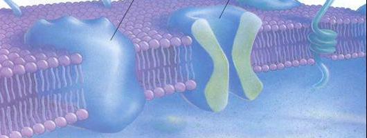 клеточная мембрана строение и функции