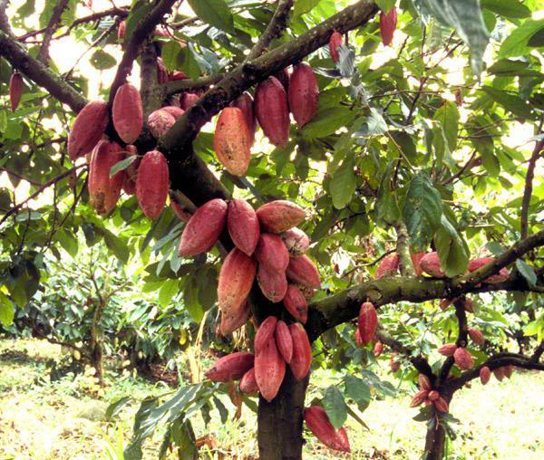 как выглядит какао дерево