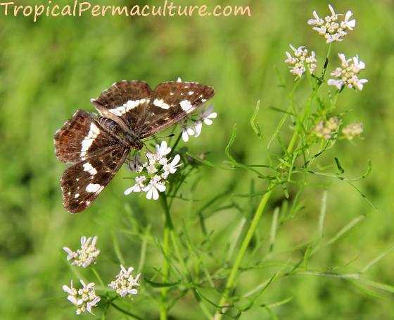 Butterfly on coriander flower