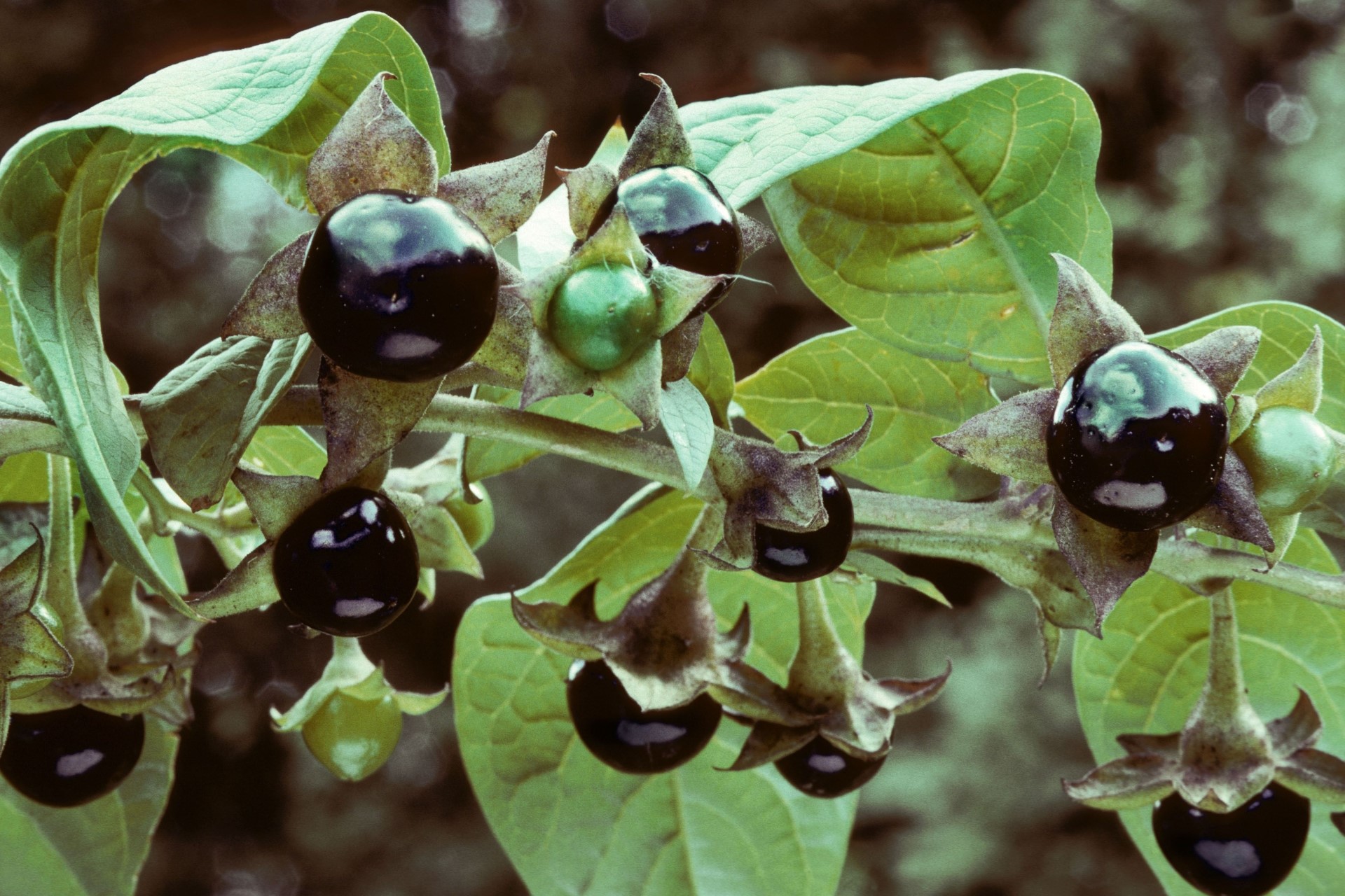 Белладонна фото. Белладонна красавка обыкновенная. Красавка белладонна Atropa Belladonna. Красавка белладонна растение. Белладонна (красавка, Atropa).