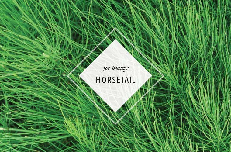 horsetail