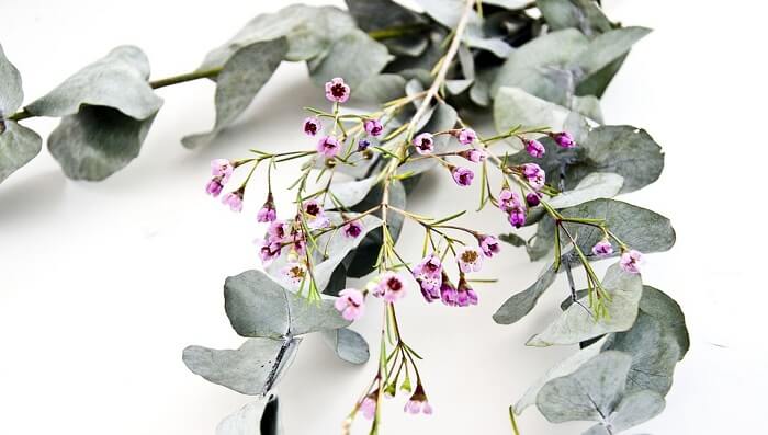 eucalyptus leaves and flowers on white background