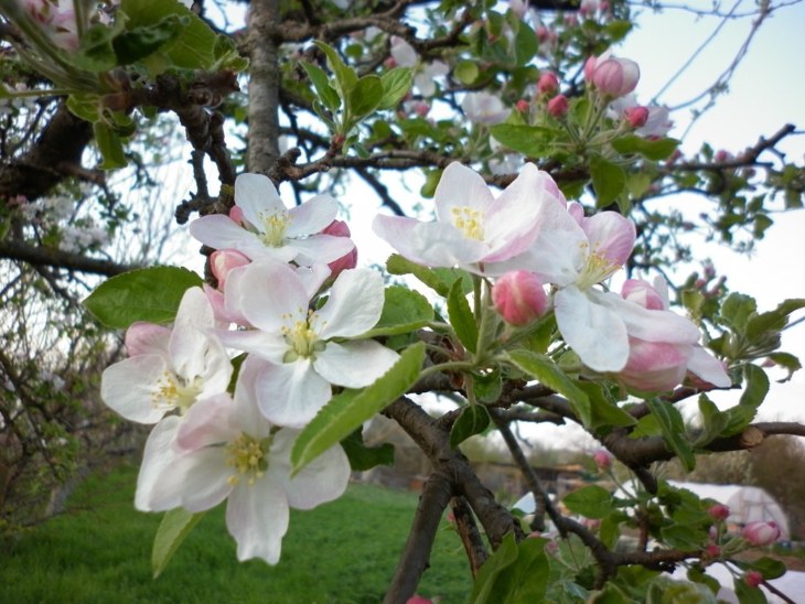 Яблоня цветет