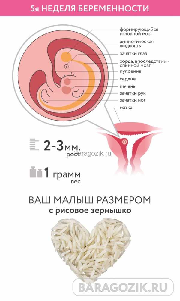 5 недель 5 дней беременности. Пять акушерских недель беременности. Беременность 5 неделя беременности. Матка в 5 акушерских недель беременности. Размер матки на 5 неделе беременности.