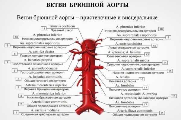 Где находится брюшная аорта у человека фото