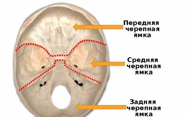 Задняя черепная ямка где находится фото