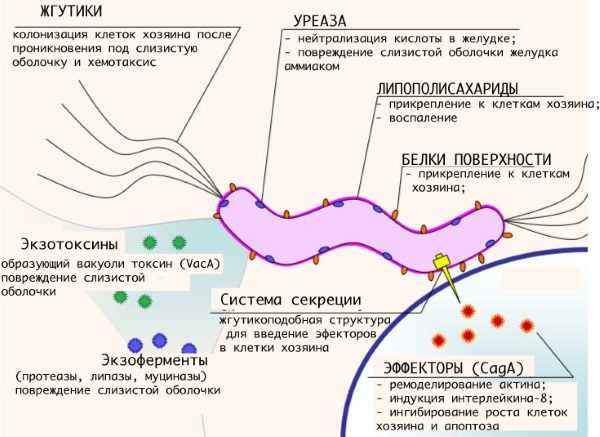 Эрадикация хеликобактер пилори схемы лечения у взрослых