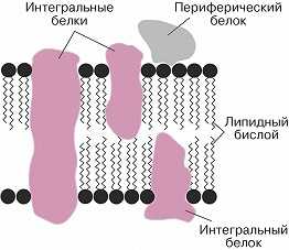 Каков план строения универсальной биологической мембраны