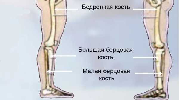 Берцовая кость где находится у человека на ноге фото перелом