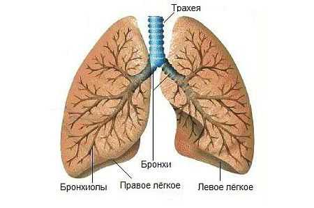 Бронхит где находится у человека фото