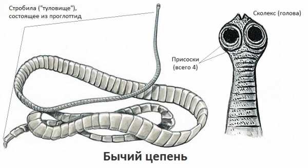 Бычий цепень фото у человека лечение