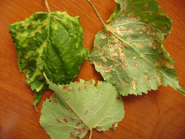 Болезни липы на листьях фото и описание