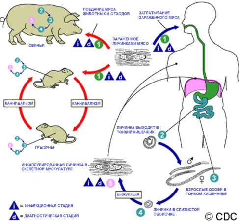 Цикл развития трихинеллы схема