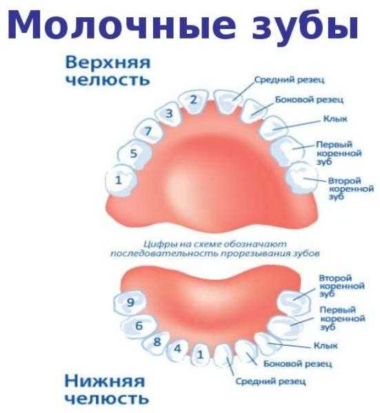 Схема чистки зубов