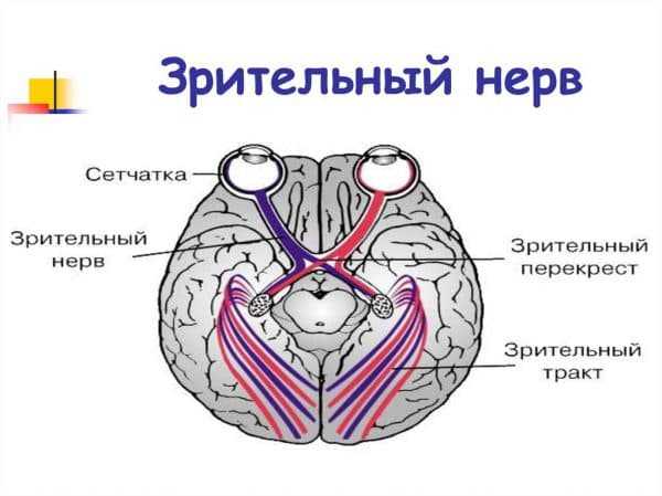 Неврит зрительного нерва презентация