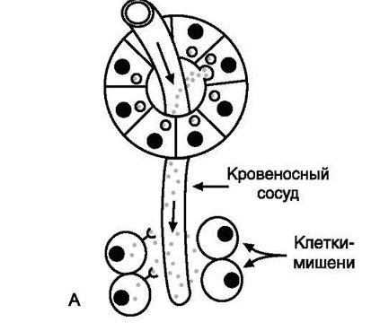 Гормоны в картинках