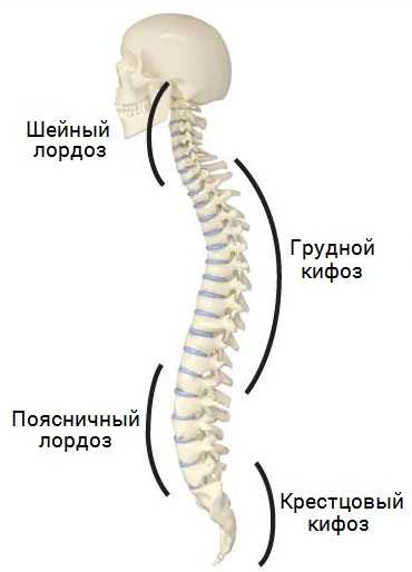 Искривление позвоночника у подростка фото