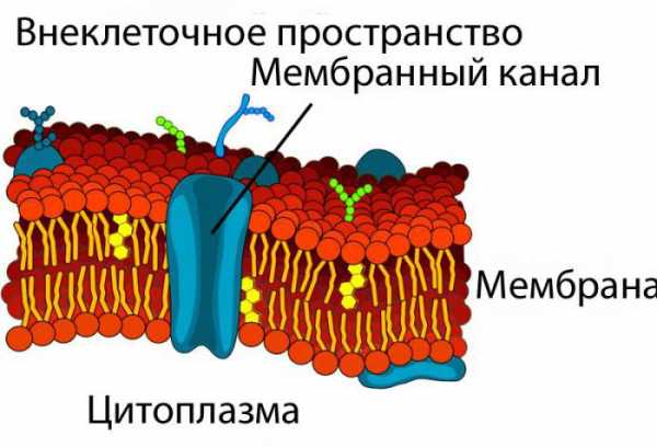 Плазматическая мембрана рисунок