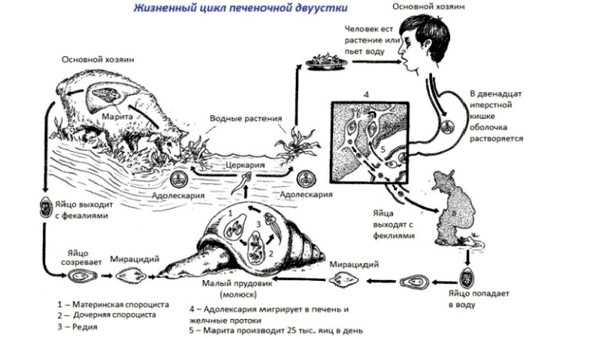 Жизненный цикл печеночной двуустки схема