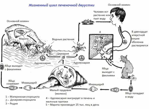 Рассмотрите рисунок 2 на котором представлен цикл развития кошачьей двуустки и ответьте на вопросы