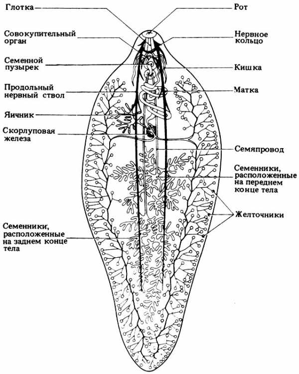 Жизненный цикл печеночной двуустки схема