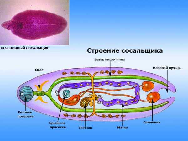 Жизненный цикл печеночной двуустки схема