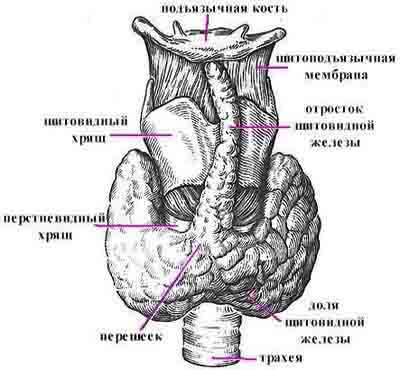 Где расположена щитовидная железа фото