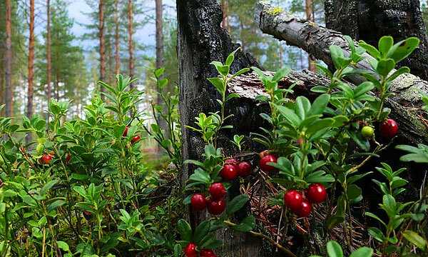 Брусника в лесу фото как растет