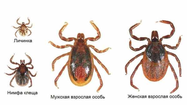 Можно ли выжить после укуса энцефалитного клеща