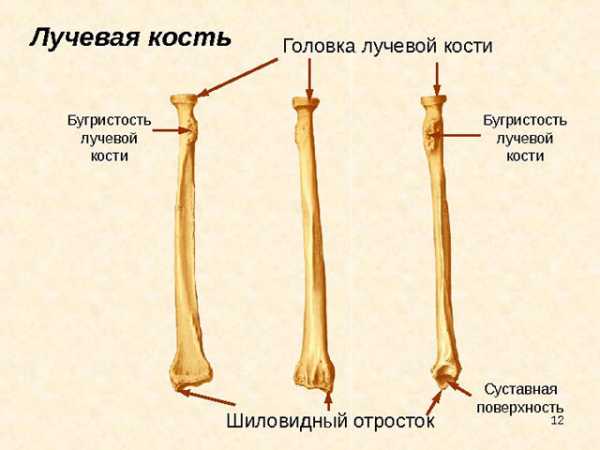 Лучевая кость где находится фото