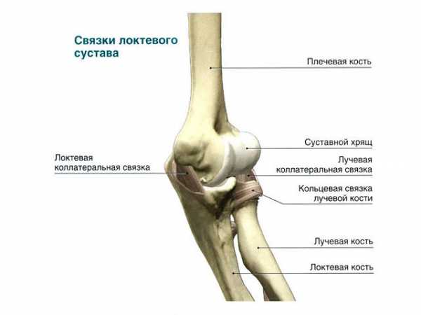 Лучевая кость где находится фото