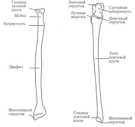 Лучевая кость где находится у человека фото