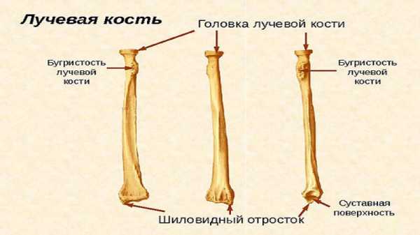 Лучевая кость где находится у человека фото