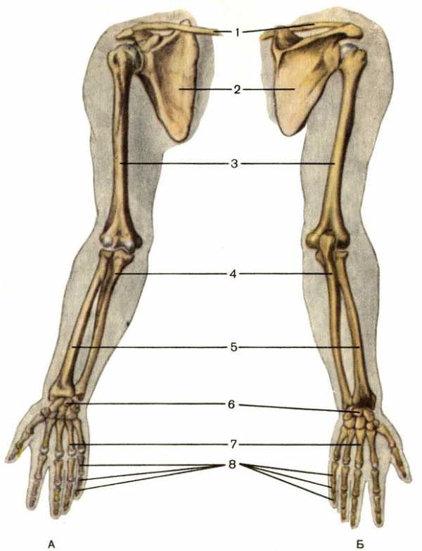 Левая лучевая кость у человека фото