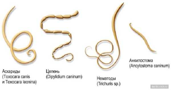 Фото глистов в организме человека