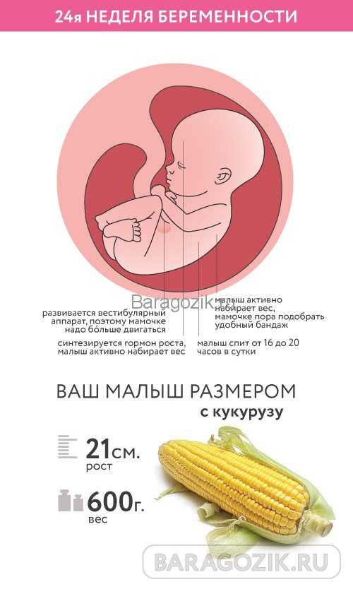 22 недели беременности размер. Вес плода в 24 недели беременности. Плод ребенка в 24 недели беременности. 22 Недели беременности размер малыша. Вес и размер плода на 22 неделе беременности.
